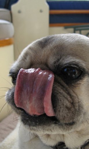 Dog lick Live Wallpaper截图7