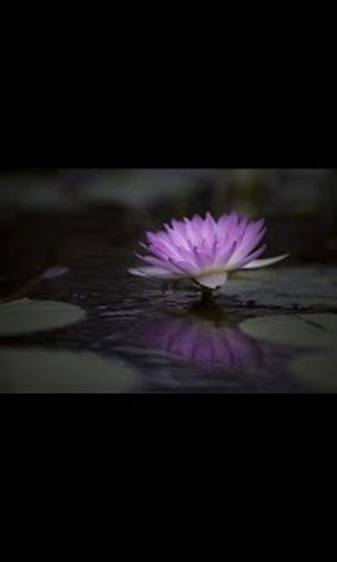 Water Lily Live Wallpaper LWP截图11