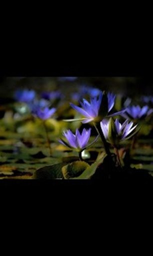 Water Lily Live Wallpaper LWP截图2