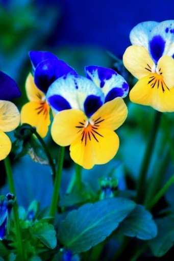 Spring Animated Live Wallpaper截图3