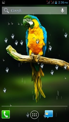 Birds HD Live Wallpaper截图1