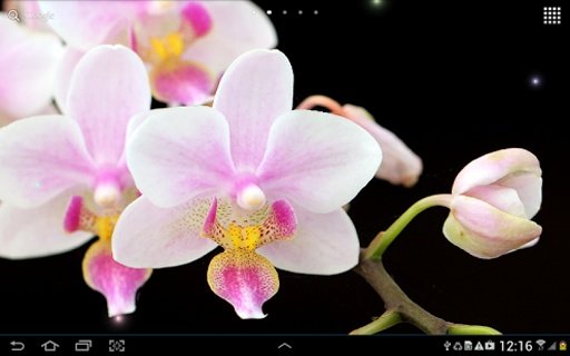 Orchids Live Wallpaper截图5