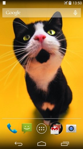 Funny Cats Live Wallpaper截图2