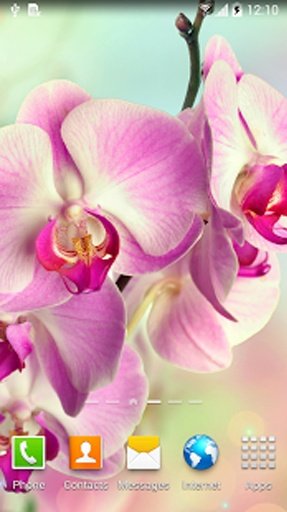 Orchids Live Wallpaper截图11