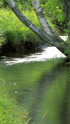 Mountain Stream Live Wallpaper截图4