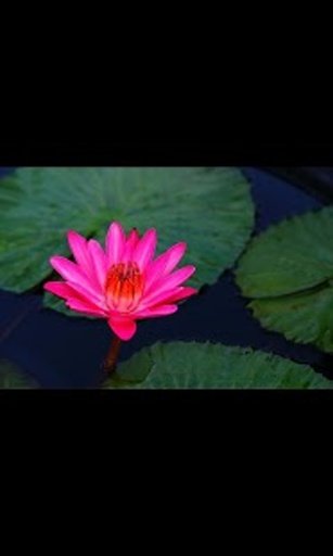 Water Lily Live Wallpaper LWP截图5