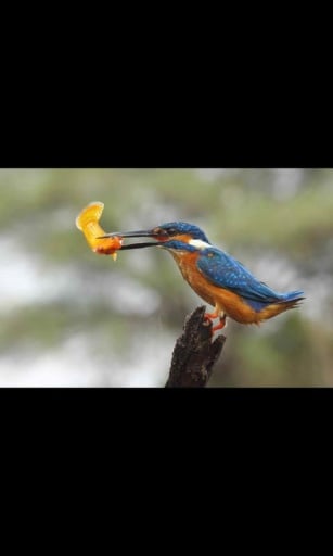 Gold Fish Live Wallpaper LWP截图8