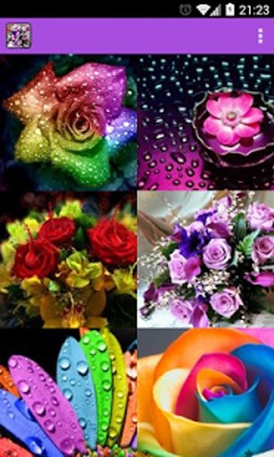 Amazing Flowers HD Wallpaper截图3