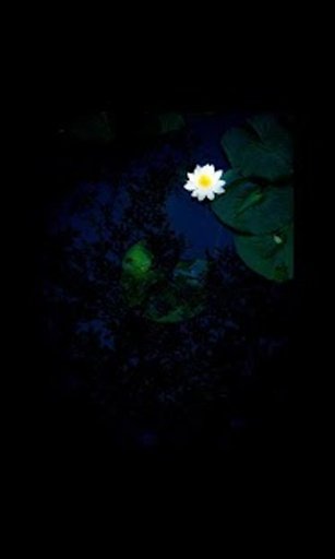 Water Lily Live Wallpaper LWP截图7