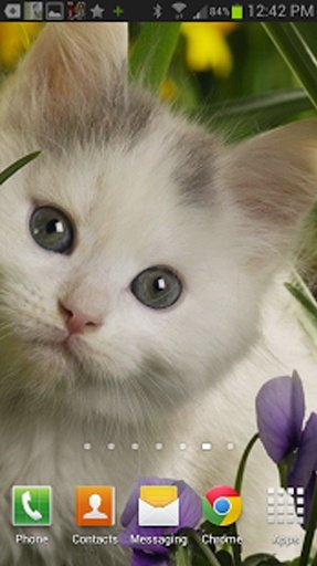 Cute Kittens &amp; Cats Wallpaper截图6