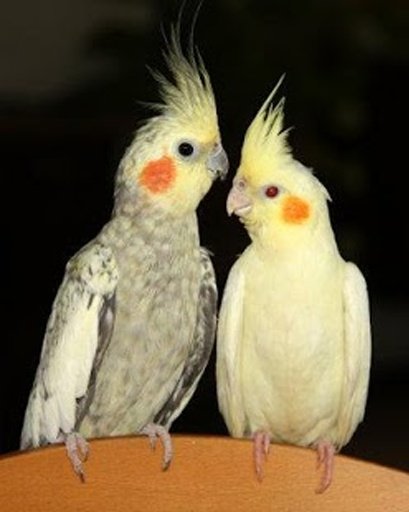 Talking Cockatiel Parrot截图9