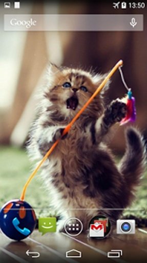 Funny Cats Live Wallpaper截图7