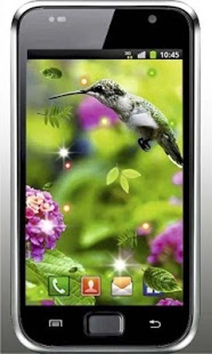 Humming Bird HQ live wallpaper截图4