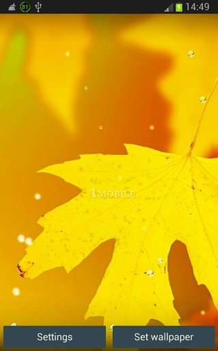 Fall Colors HD Live Wallpapers截图1