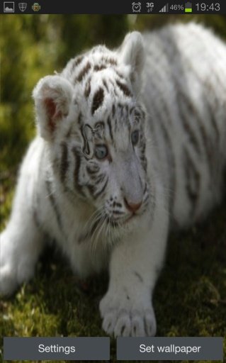 White Tiger Real Water Touch截图1