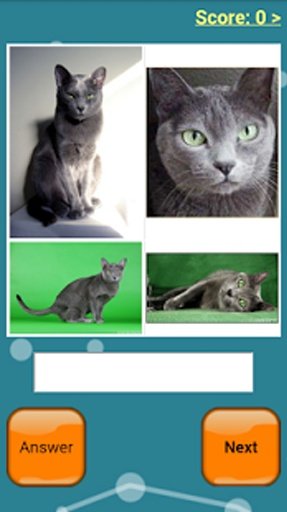 Cats Quiz Online截图3