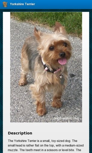 Yorkshire Terrier Dogs截图4