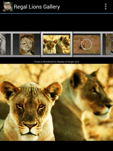 Regal Lions Gallery Wallpapers截图6