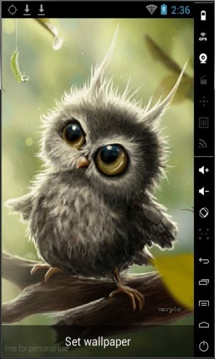 Funny Little Owl Live Wallpaper截图1