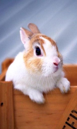 Rabbits Live Wallpaper截图4