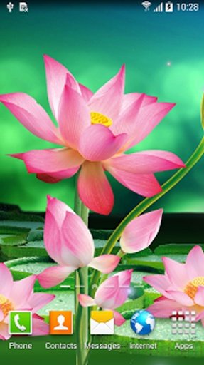 Lotus Flowers Live Wallpaper截图2