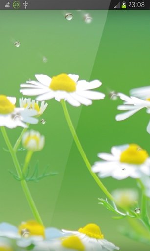 Spring Flowers Live Wallpaper截图3