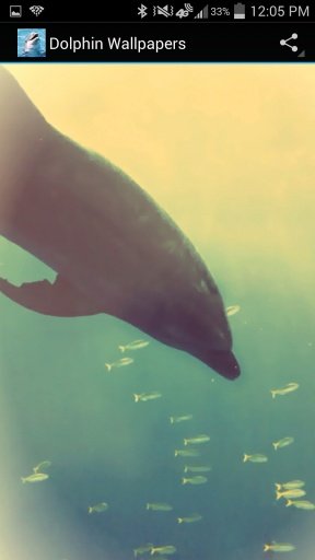 Dolphin Wallpapers截图5