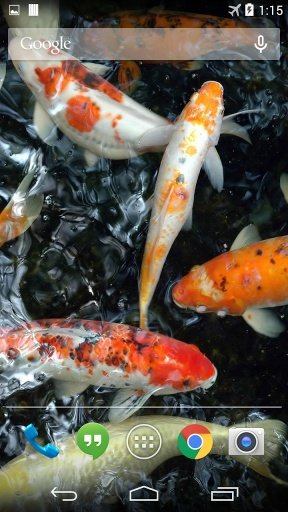 Koi Underwater Live Wallpaper截图2