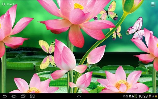 Lotus Flowers Live Wallpaper截图3