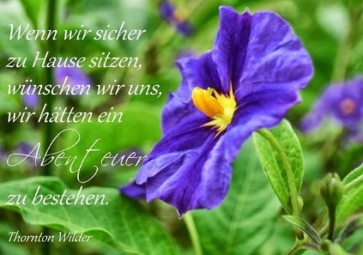 Berühmte Zitate und Sprüche截图5