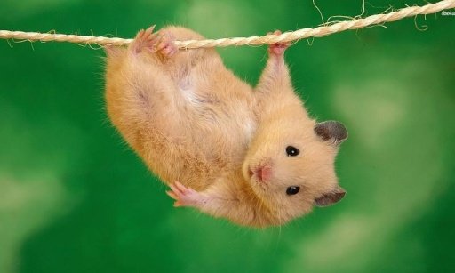Funny Hamster HD Wallpaper截图1