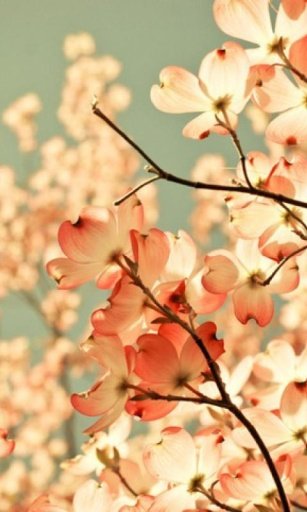 Vintage flower HD Wallpaper截图2