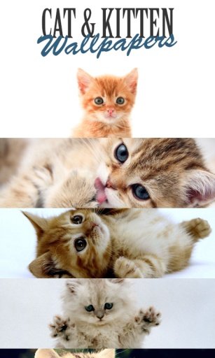 Cat &amp; Kitten Wallpapers截图3