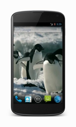 Penguins Free Video Wallpaper截图1