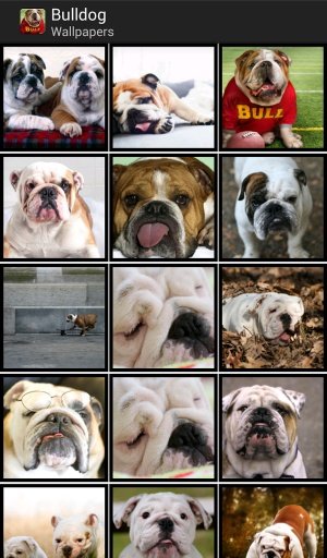 Bulldog - HD Wallpapers截图2