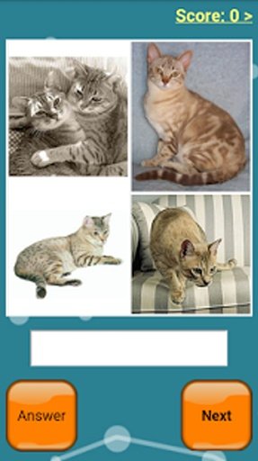 Cats Quiz Online截图5