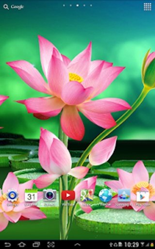 Lotus Flowers Live Wallpaper截图4