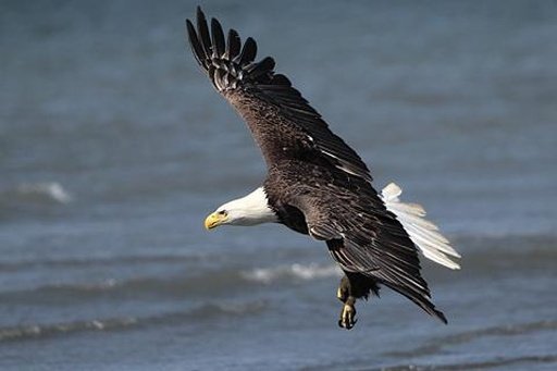 Eagle Wallpaper LWP截图5