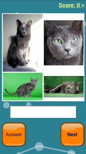 Cats Quiz Online截图2