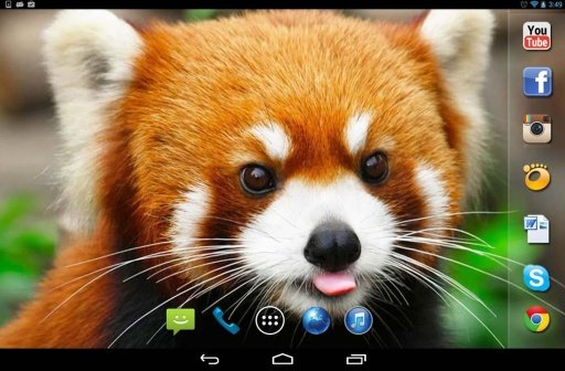 Red Panda live wallpaper截图4