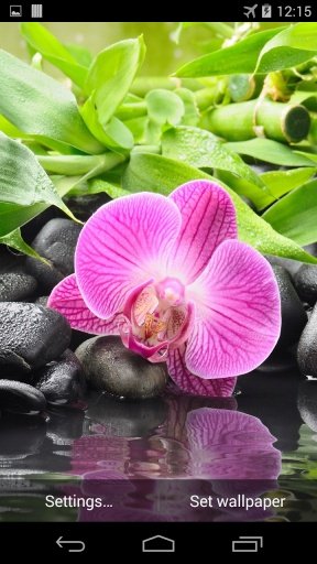 Orchid Flower Live Wallpaper截图5