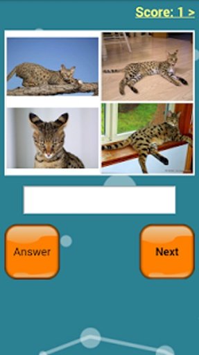 Cats Quiz Online截图7