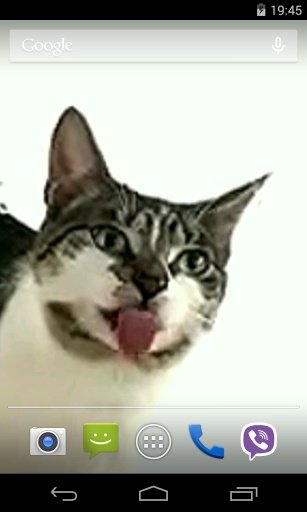 Cat licks glass Video LWP截图2