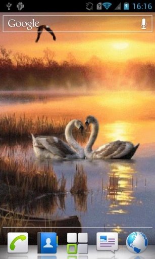 Swans at sunset Live Wallpaper截图3