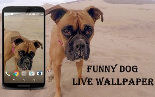 Funny Dog Video Live Wallpaper截图1