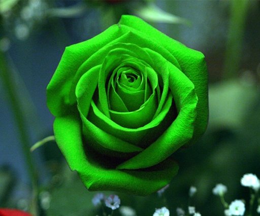 Green Rose Live Wallpaper截图1