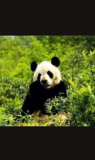 Panda Sounds HD Live Wallpaper截图6