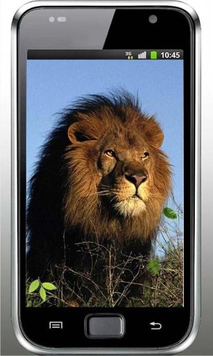 Lions Wild HD live wallpaper截图2