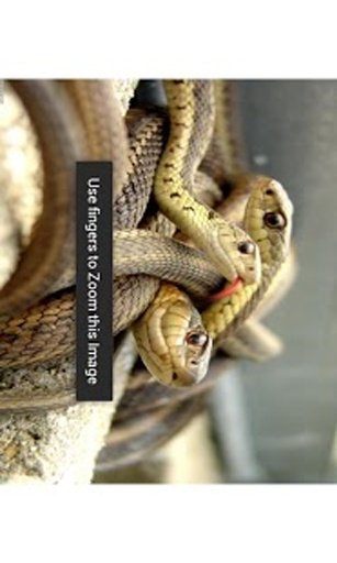 Snake Wallpaper截图4