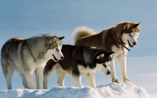 Husky Live Wallpaper截图1